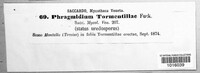 Phragmidium tormentillae image